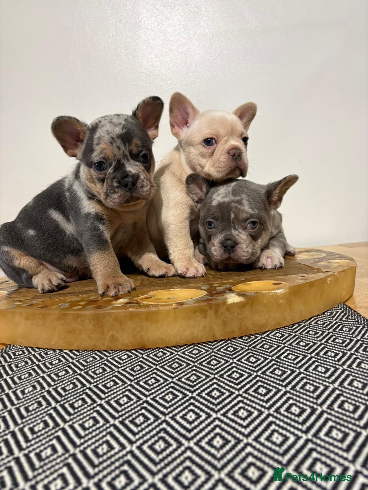 French Bulldog dogs French bulldog puppies  - Advert 1