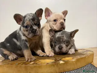 French Bulldog dogs French bulldog puppies - Advert 2