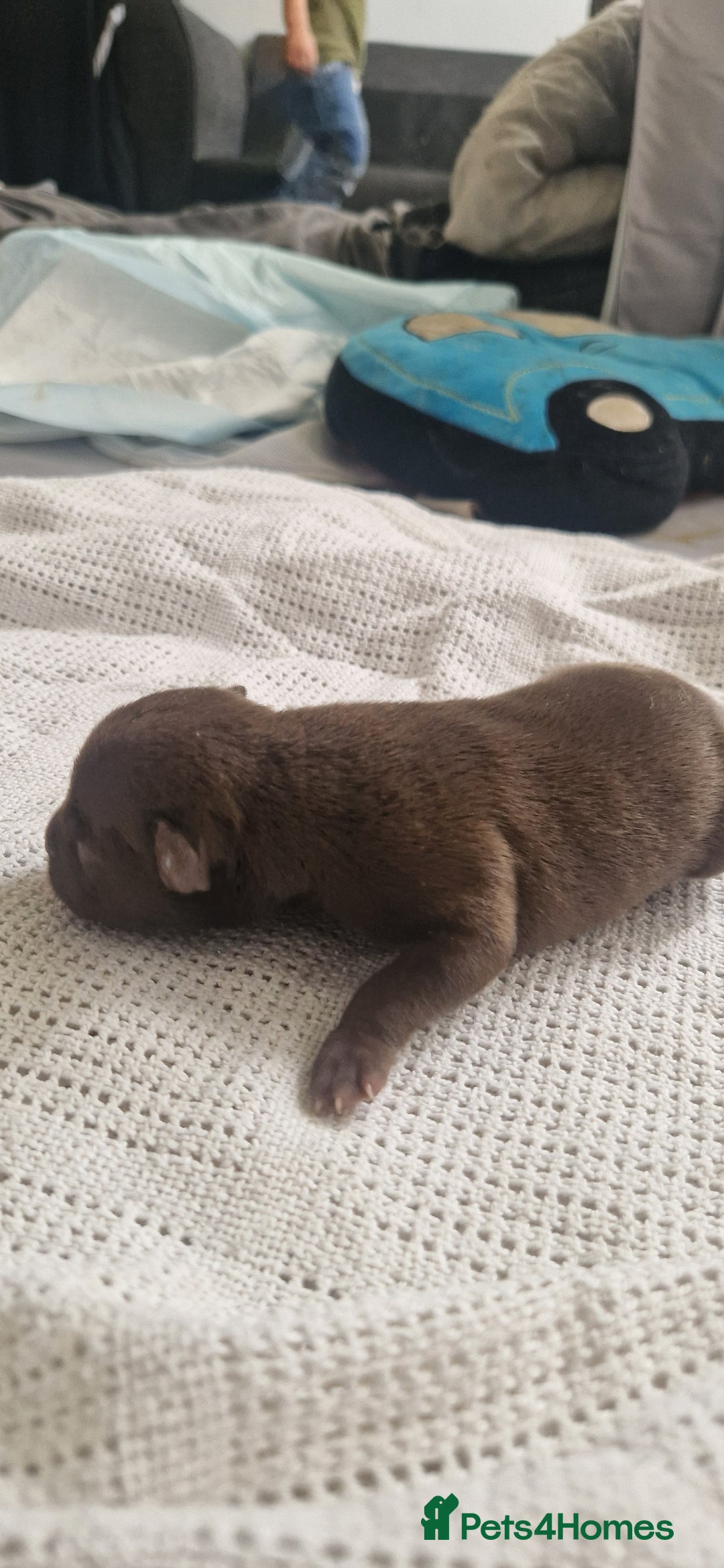 Mixed Breed dogs for sale: 8 Bully X Puppies  - Image 16