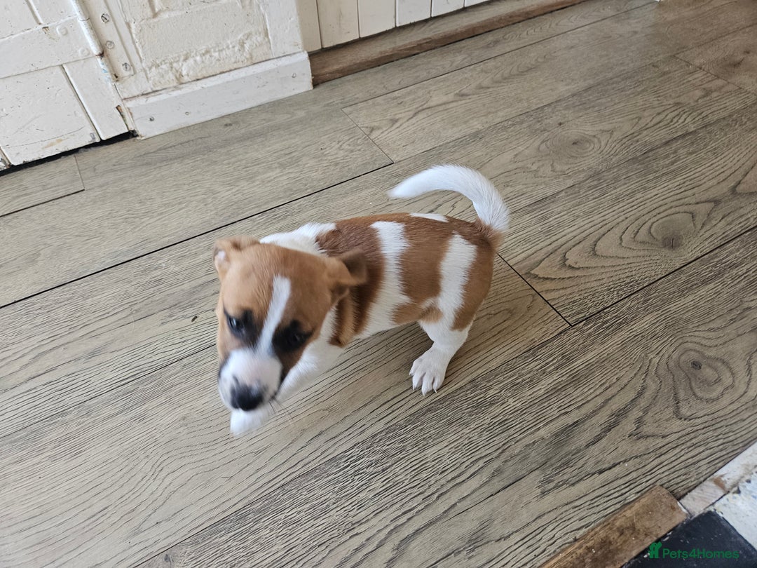 Jack Russell dogs for sale: Last jack russell  - Image 8