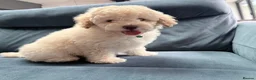 Cavapoo dogs for sale: Stunning white toy cavapoo puppy FHT in Leicester - Advert 4