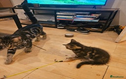 Mixed Breed cats for sale: Free kitten - Image 12