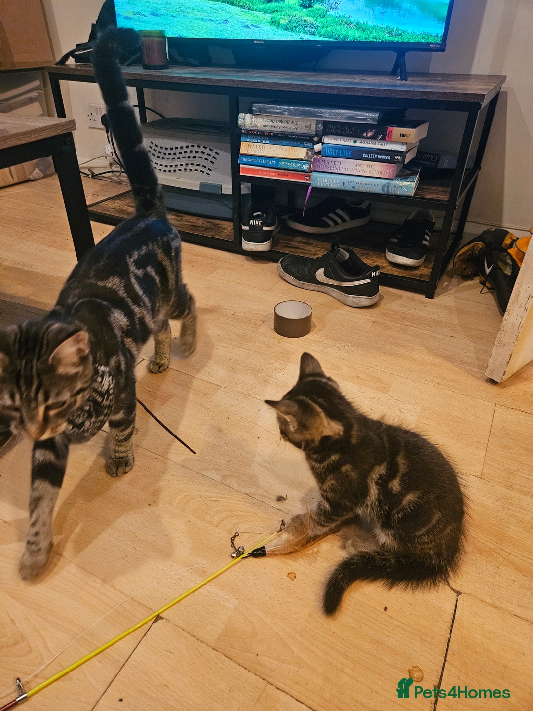Mixed Breed cats for sale: Free kitten - Image 12