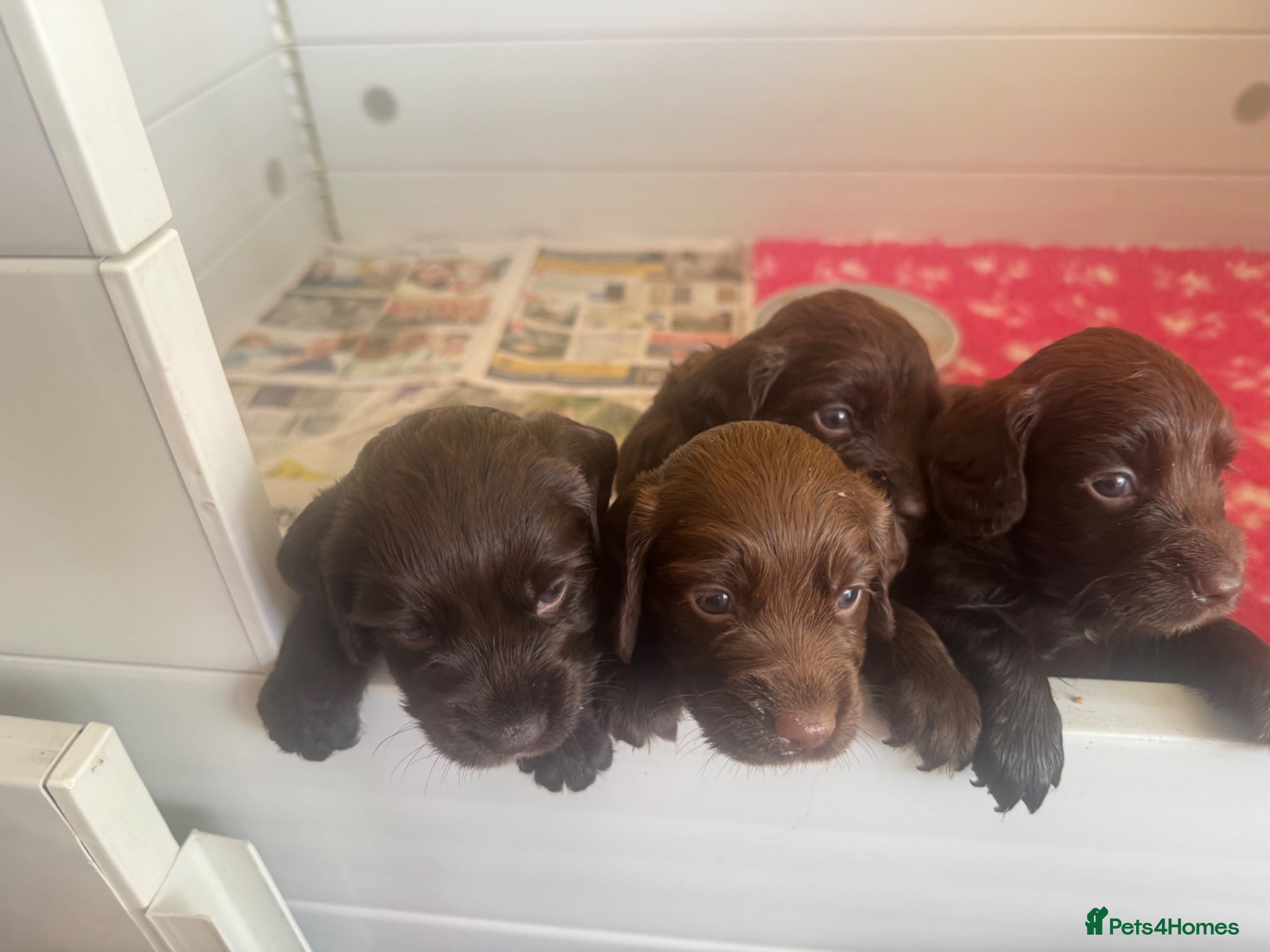 Cocker Spaniel dogs Cocker Spaniel Puppies For Sale - Advert 1