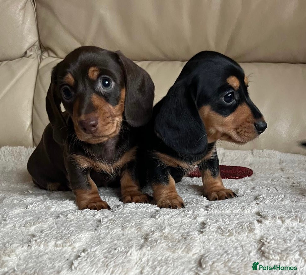 Miniature Dachshund dogs Stunning miniature dachshunds pups - Advert 13