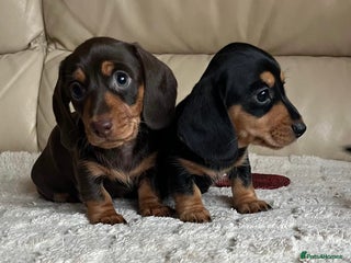 Miniature Dachshund dogs Stunning miniature dachshunds pups - Advert 4