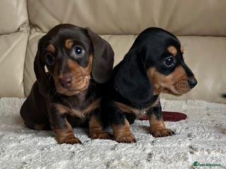 Miniature Dachshund dogs Stunning miniature dachshunds pups - Advert 6