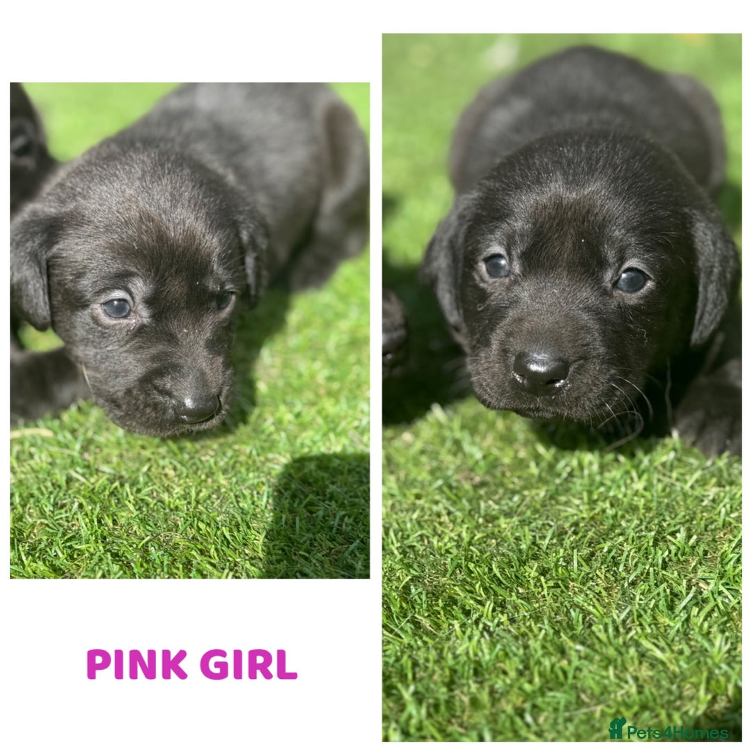 Labrador Retriever dogs for sale: Beautiful top kc line Labrador puppy’s  - Image 5