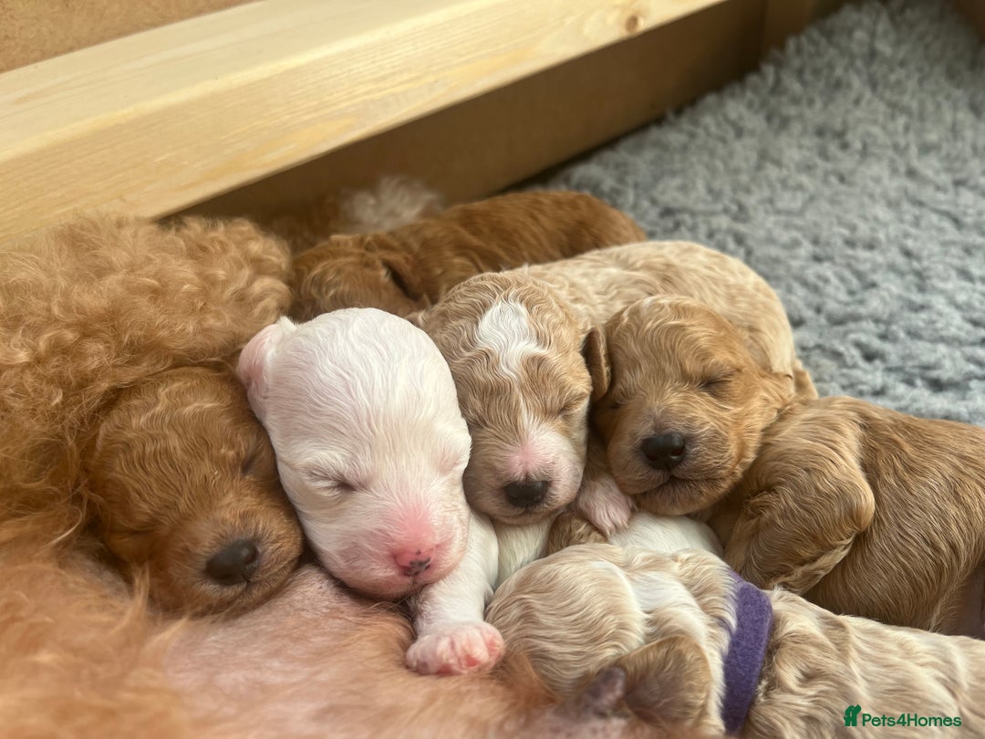 Poochon dogs for sale: Beautiful Poochon puppies for sale  - Advert 4