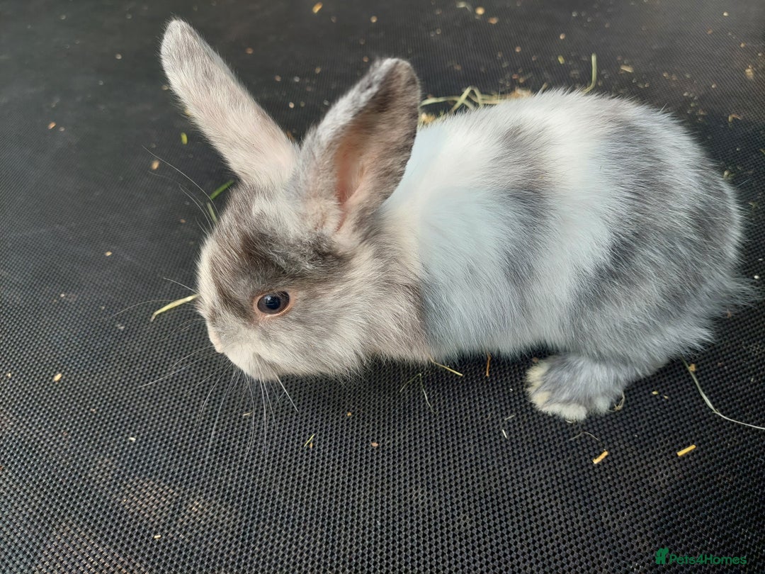 Dwarf Lop rabbits for sale: Dwarf Lops Bunnies rabbits - Image 4