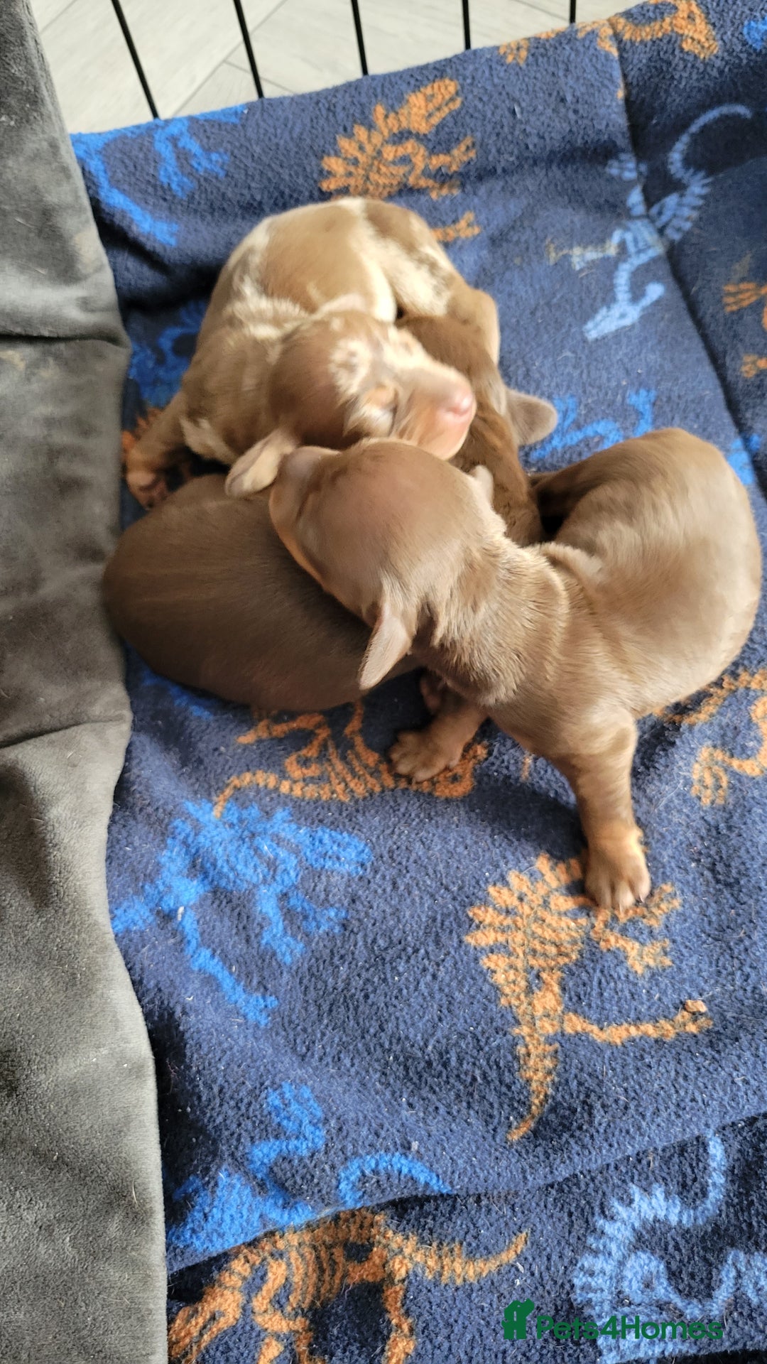 Miniature Dachshund dogs for sale: Kc Miniature  Dachshund  - Advert 15