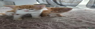 Mixed Breed 4