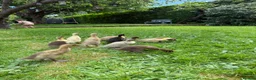 Ducks poultry for sale: Indian Runner Ducklings and other breeds  in Frodsham - Advert 2