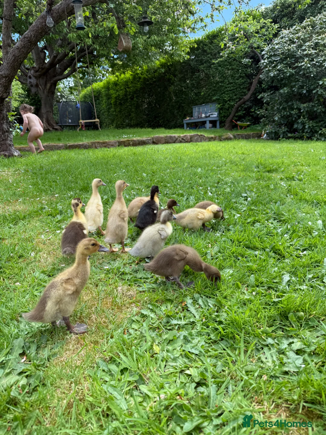 Ducks poultry for sale: Indian Runner Ducklings and other breeds  in Frodsham - Advert 2