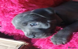 Staffordshire Bull Terrier dogs for sale: ❤️❤️ Ready for forever home ❤️❤️ - Advert 16