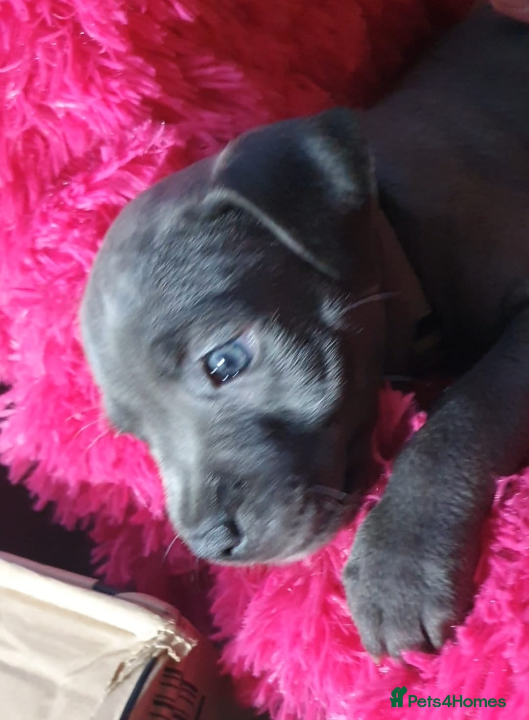 Staffordshire Bull Terrier dogs for sale: ❤️❤️ Ready for forever home ❤️❤️ - Advert 16
