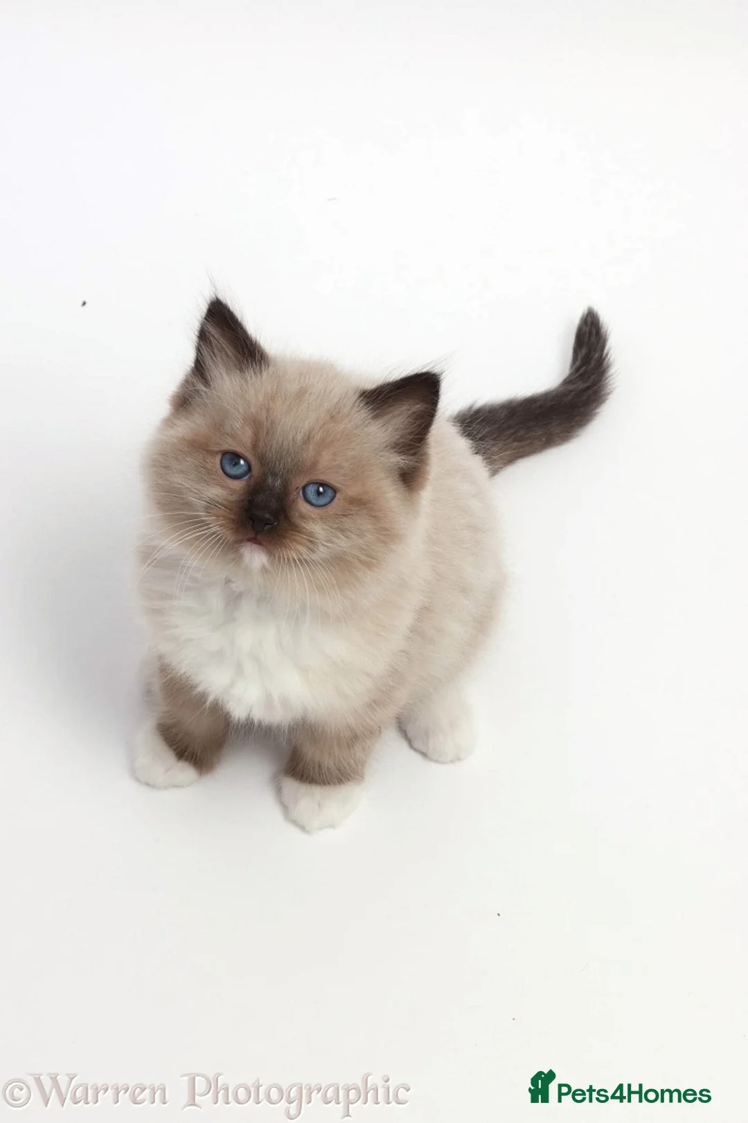 Ragdoll cats for stud: GCCF registered RAGDOLL STUD in Slough - Advert 7