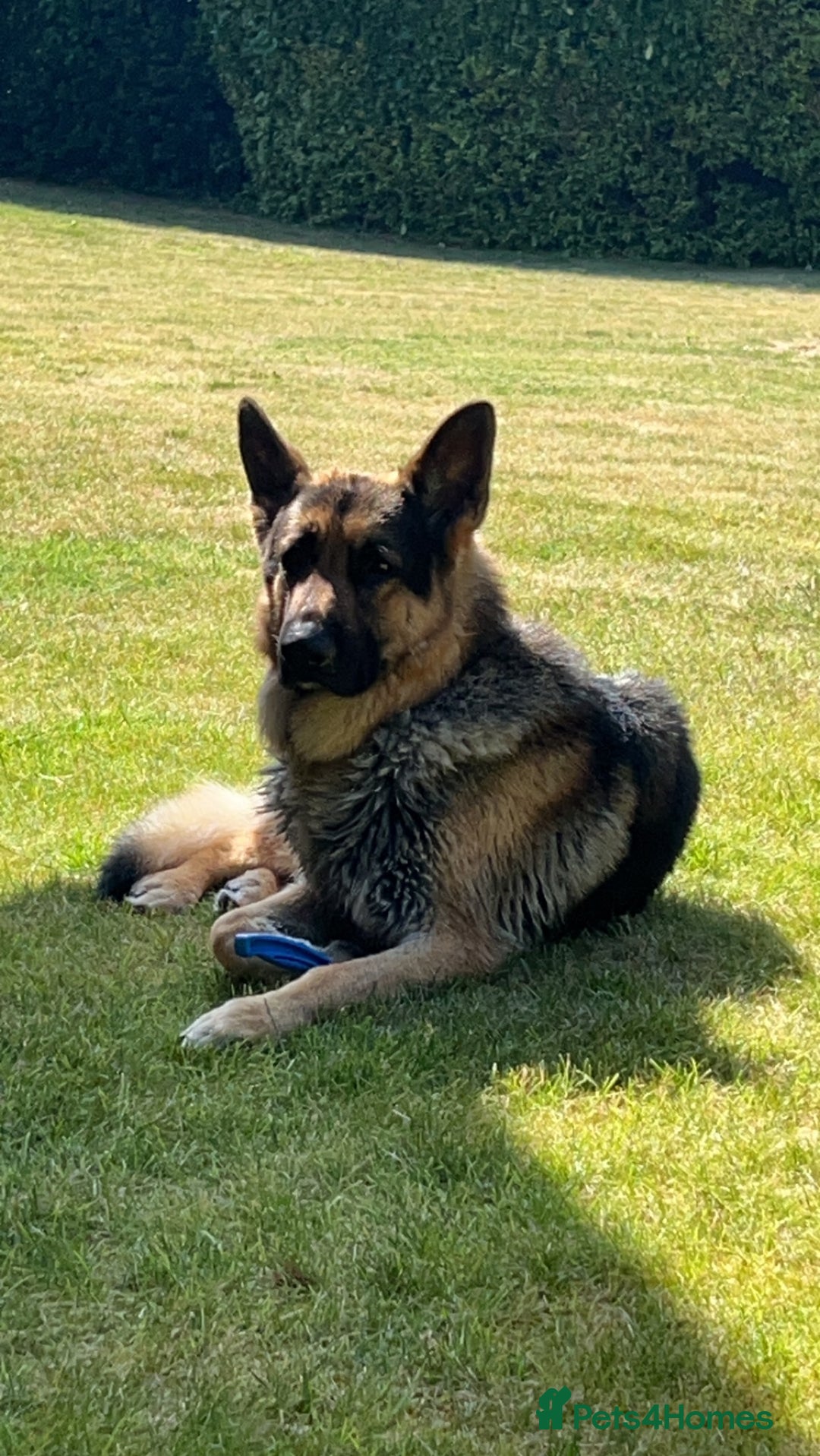 German Shepherd dogs for stud: Gorgeous Pure German Shepherd Stud - Advert 5