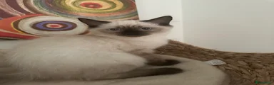 Ragdoll 4//Red Collar