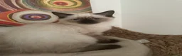 Ragdoll cats for sale: CHOCOLATE SEALPOINT RAGDOLL KITTEN  - Advert 9