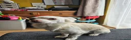 Chihuahua dogs for sale: Adorable Chihuahua puppies  - Advert 3