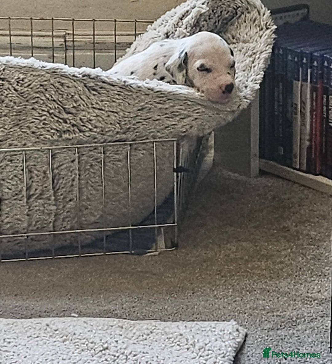 Dalmatian dogs for sale: Gorgeous dalmatian puppies  - Image 6