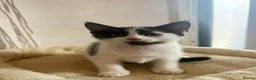 Mixed Breed cats for sale: Beautiful DSH Kittens ready for new home 🐾 - Advert 4