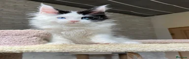 Maine Coon 3