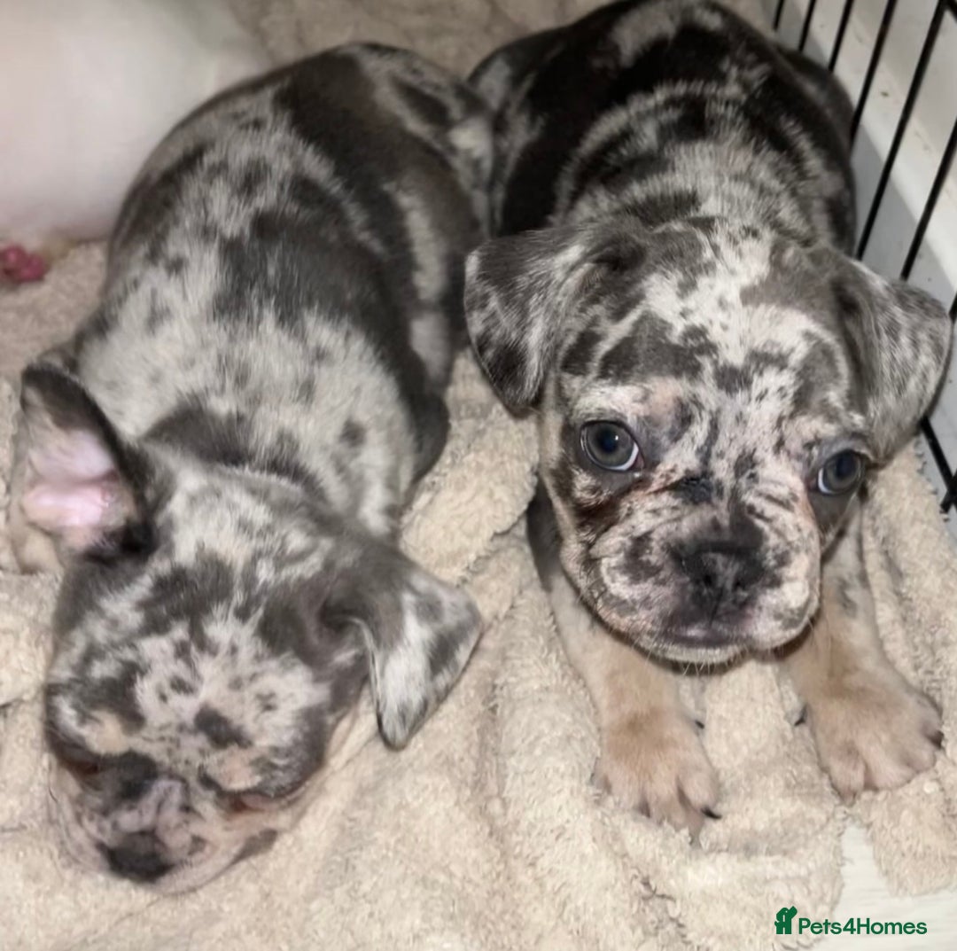 French Bulldog dogs for sale: READY NOW French bulldog pups REDUCED - Advert 23