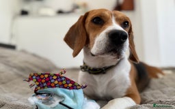 Beagle dogs for stud: Available for stud - beagle, registered in London - Image 1