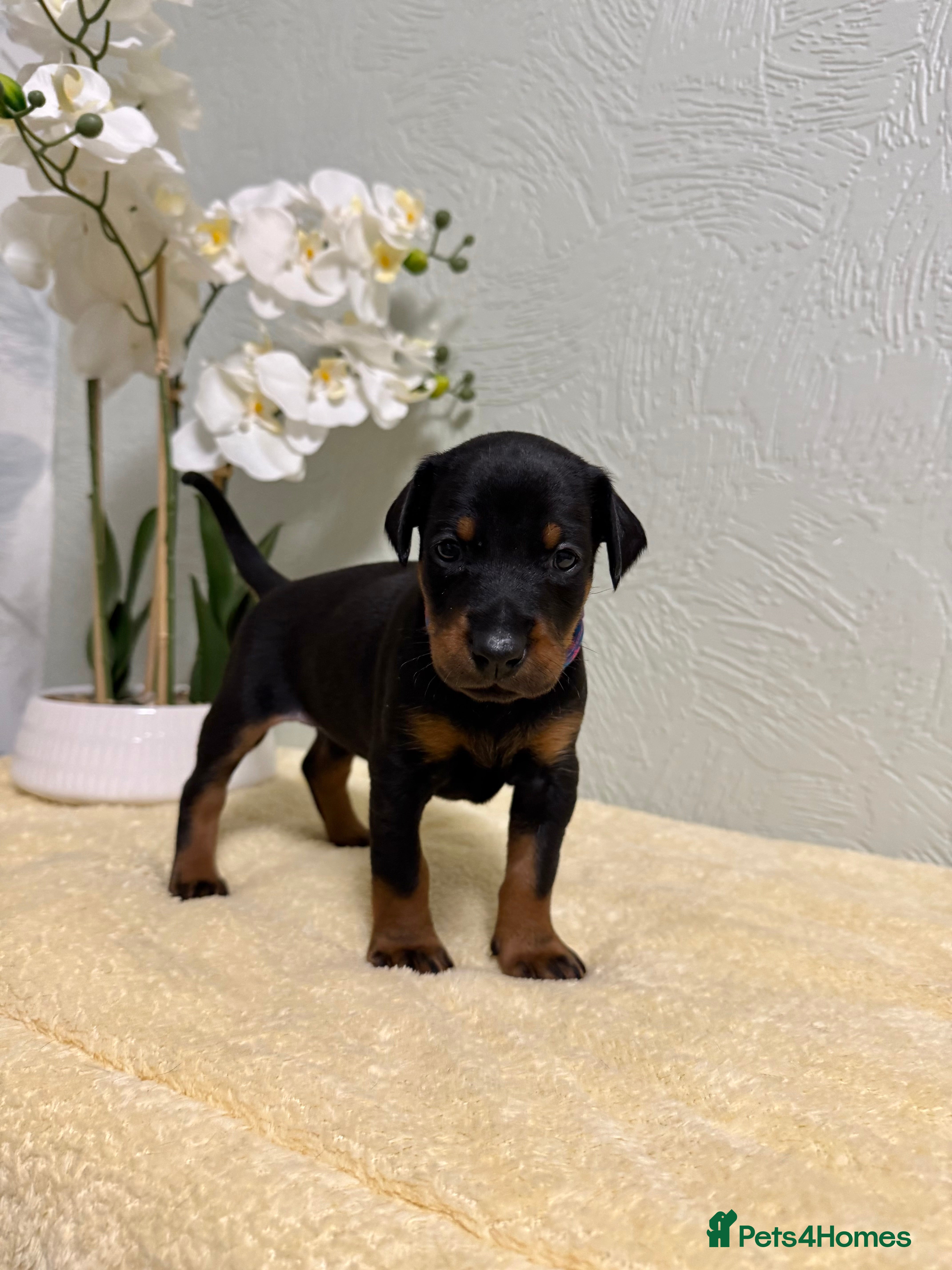 Dobermann dogs Champion lines, Health tested KC Dobermann puppies - Advert 4