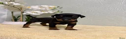 Dobermann dogs for sale: 2 Girls left. Champion lines, Health tested - Advert 9