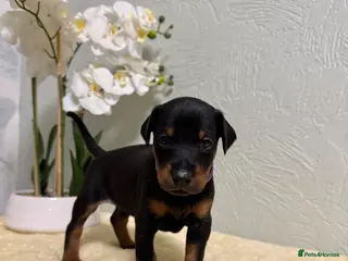Dobermann dogs Champion lines, Health tested KC Dobermann puppies - Advert 4