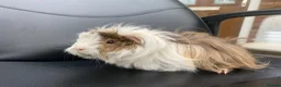 Guinea Pig rodents for sale: Cute Abyssinian-longhaired sow/ female  in Ashford - Advert 8