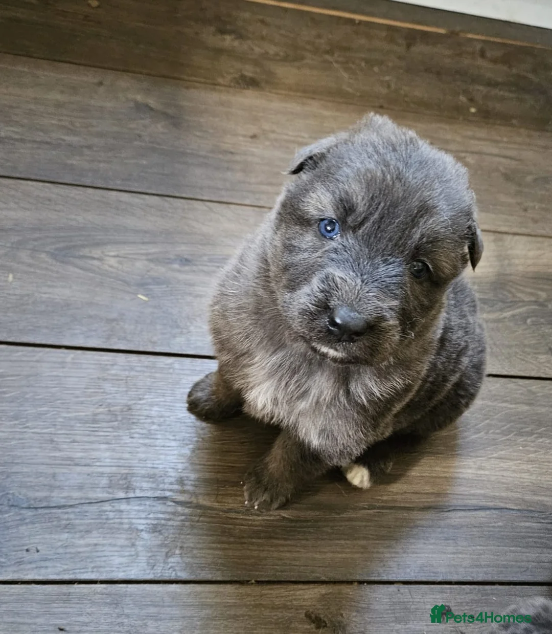 German Shepherd dogs for sale: German Shepherd Puppies for sale - Advert 5