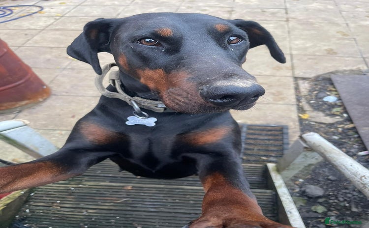 Dobermann dogs - Advert 1