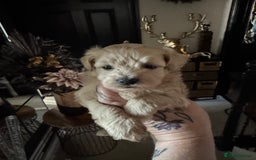 Maltipoo dogs for sale: TEDDY BEAR MALTIPOO PUPPIES  - Image 10