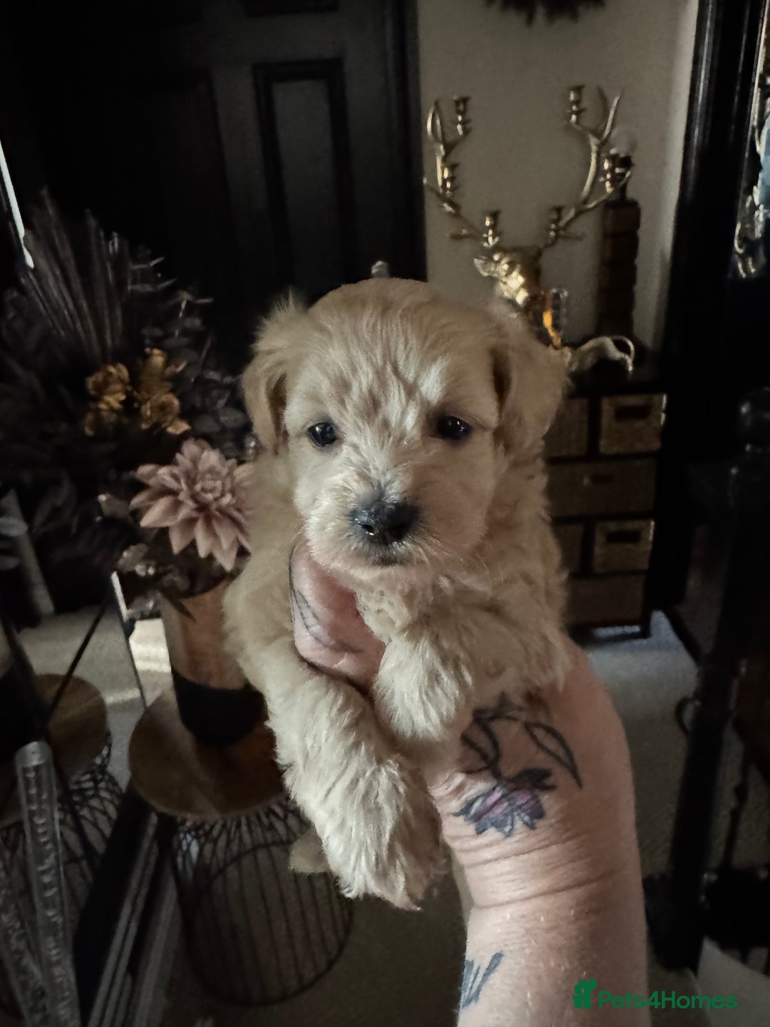 Maltipoo dogs for sale: TEDDY BEAR MALTIPOO PUPPIES  - Image 10