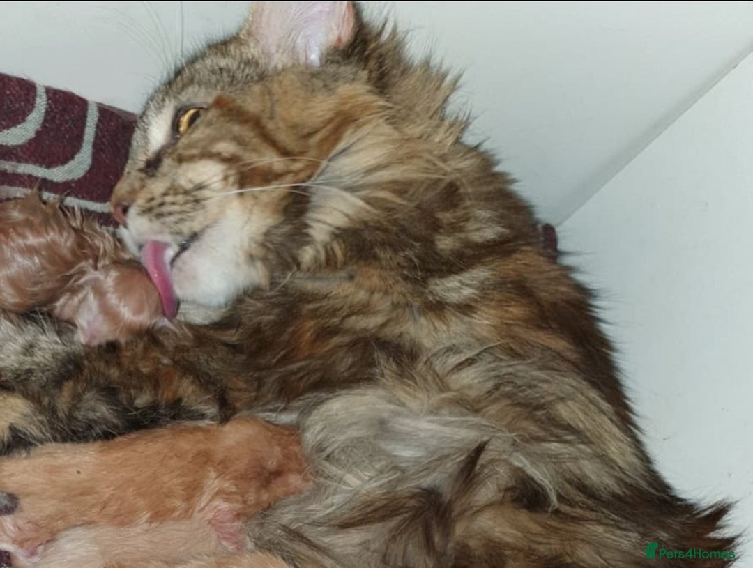 Maine Coon cats for sale: Kittens mix breed ready now  - Advert 7