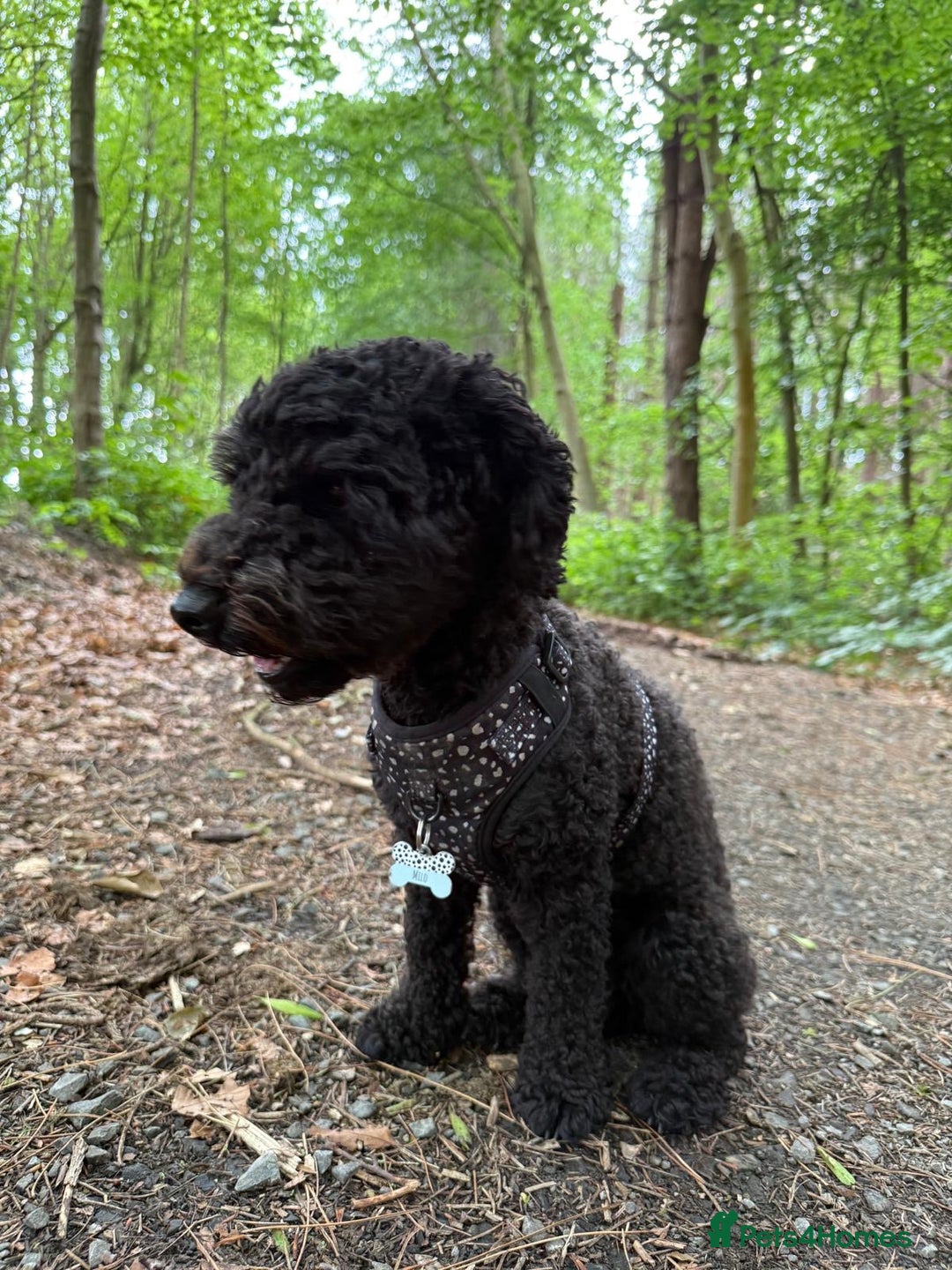 Cavapoochon dogs for sale: Beautiful cavapoochon needing an urgent home! - Advert 10