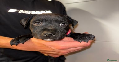 Staffordshire Bull Terrier dogs - Advert 7