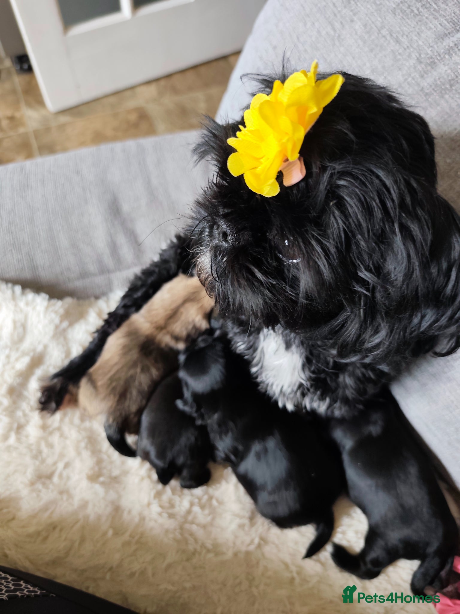 Shih Tzu dogs Gorgeous  shish tzu puppies  - Advert 2