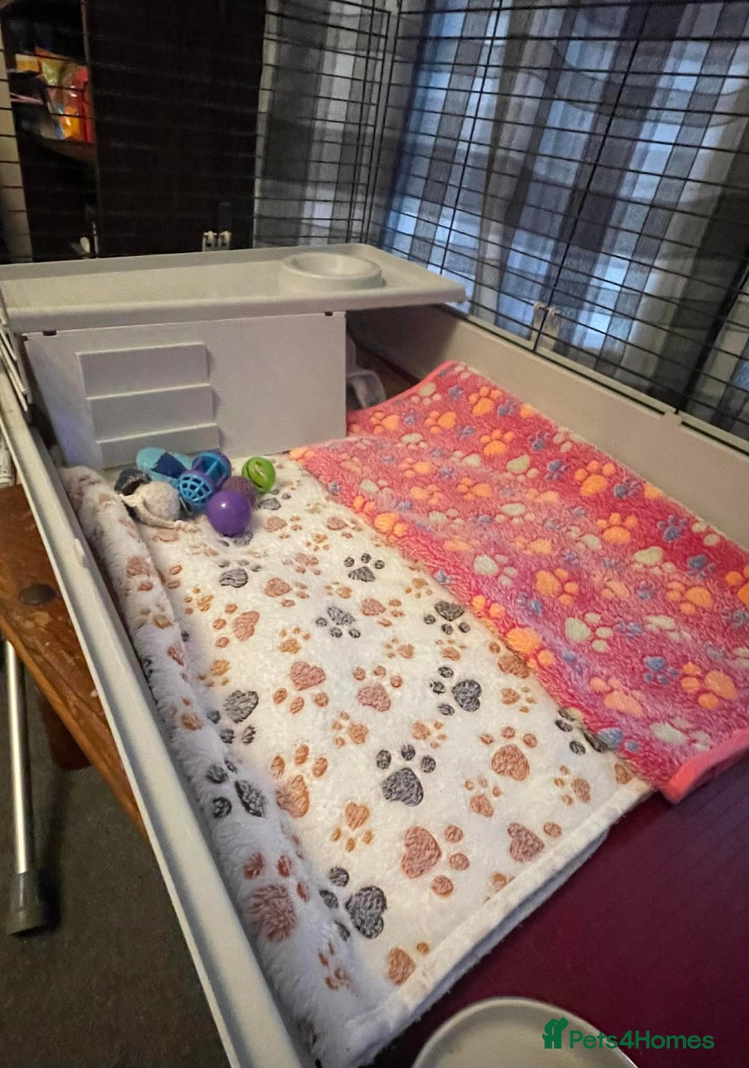 Pygmy Hedgehog rodents for sale: African Pygmy hedgehogs x2 with cage etc. - Advert 4