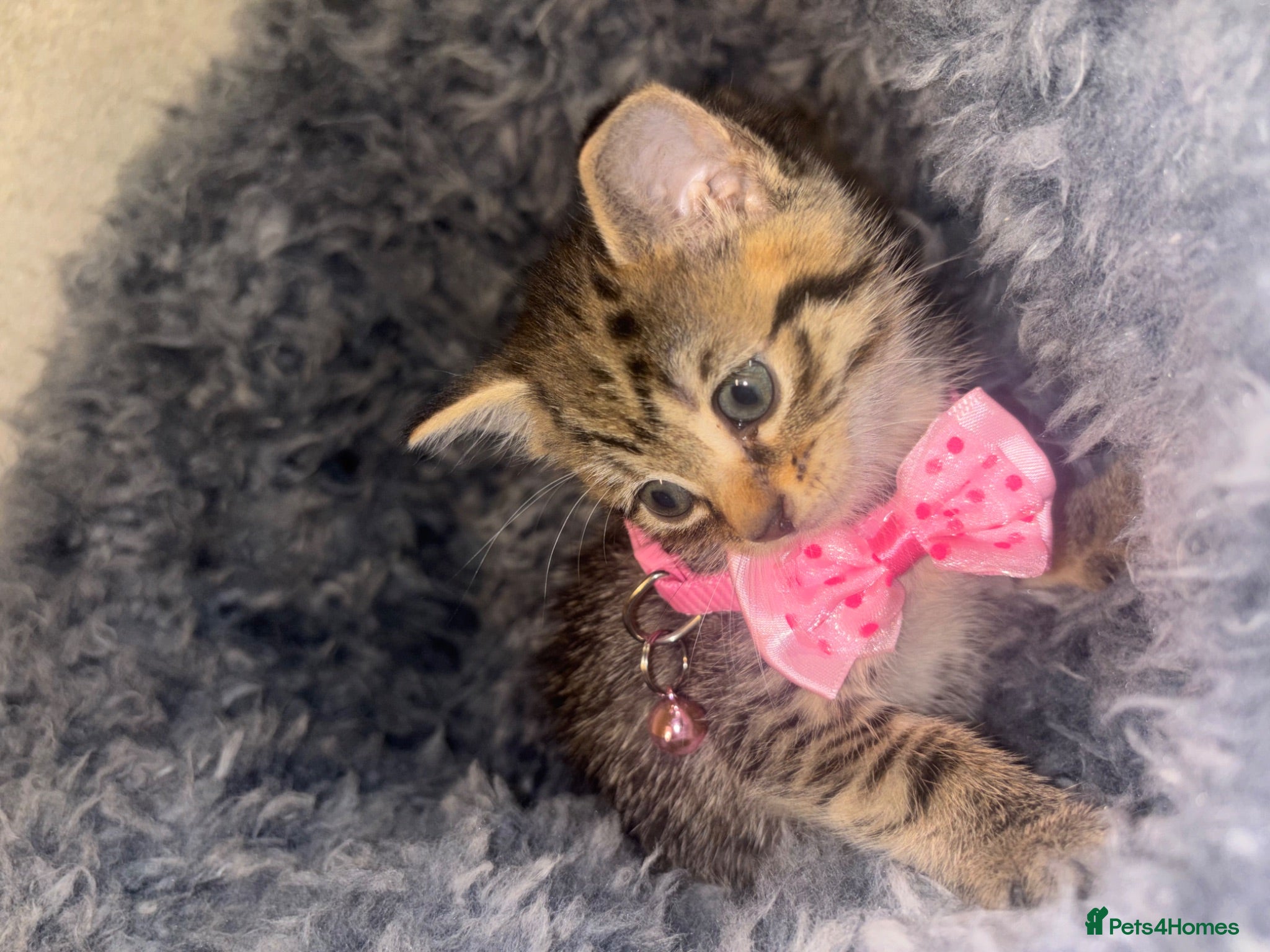 European cats Kitten’s Looking For Loving Families! 4 Kitten’s. - Advert 2