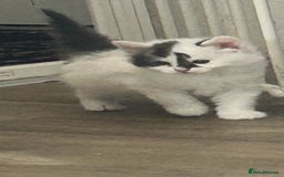 Mixed Breed cats for sale: 4 beautiful kittens looking for forever homes - Image 9