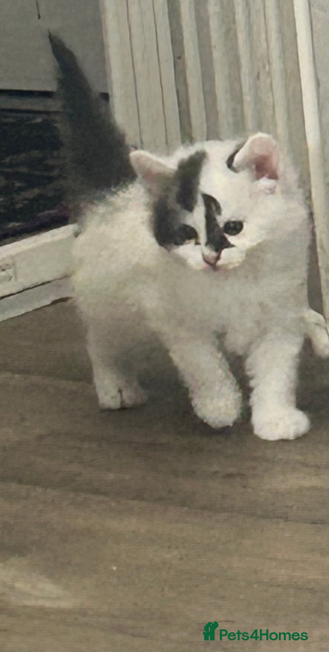 Mixed Breed cats for sale: 4 beautiful kittens looking for forever homes - Image 9