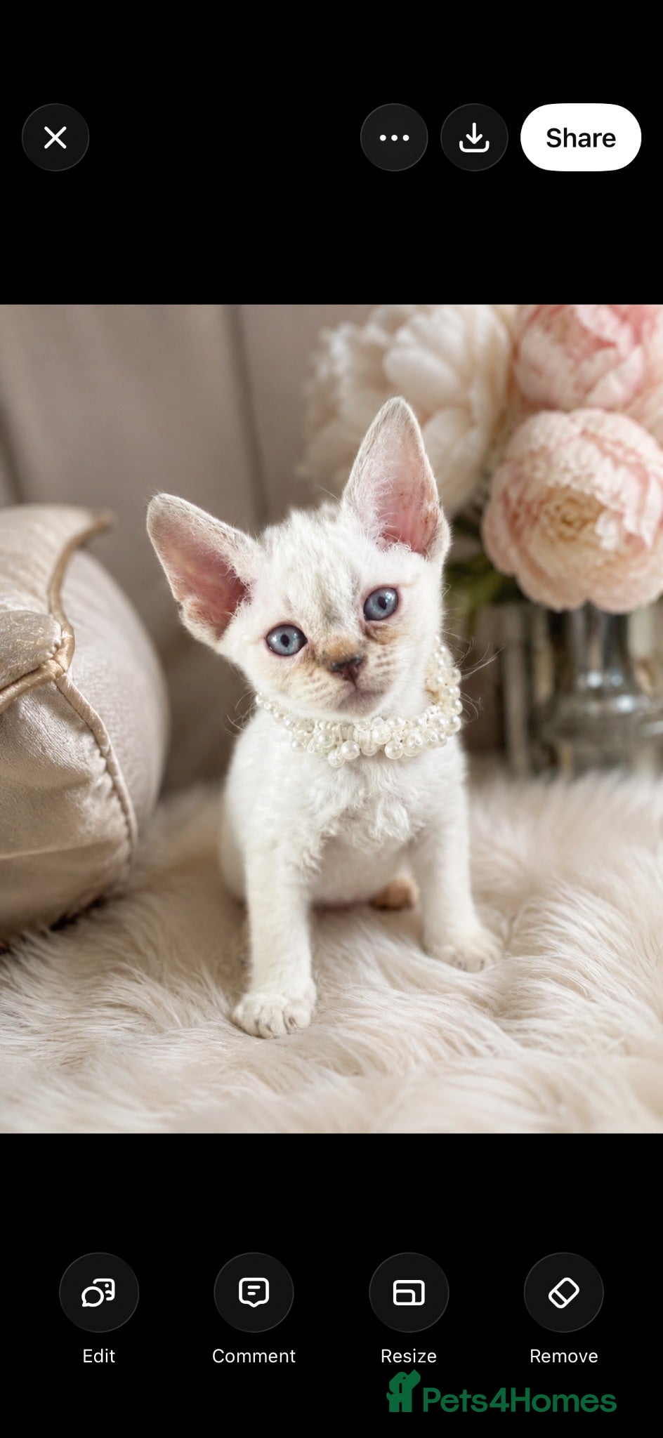 Devon Rex cats 3 stunning Devon Rex Boys Available GCCF - Advert 2