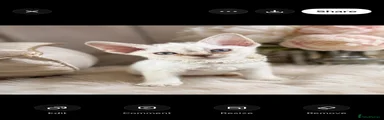 Devon Rex 2