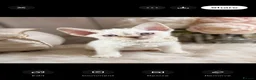 Devon Rex cats for sale: 3 stunning Devon Rex Boys Available GCCF - Advert 2