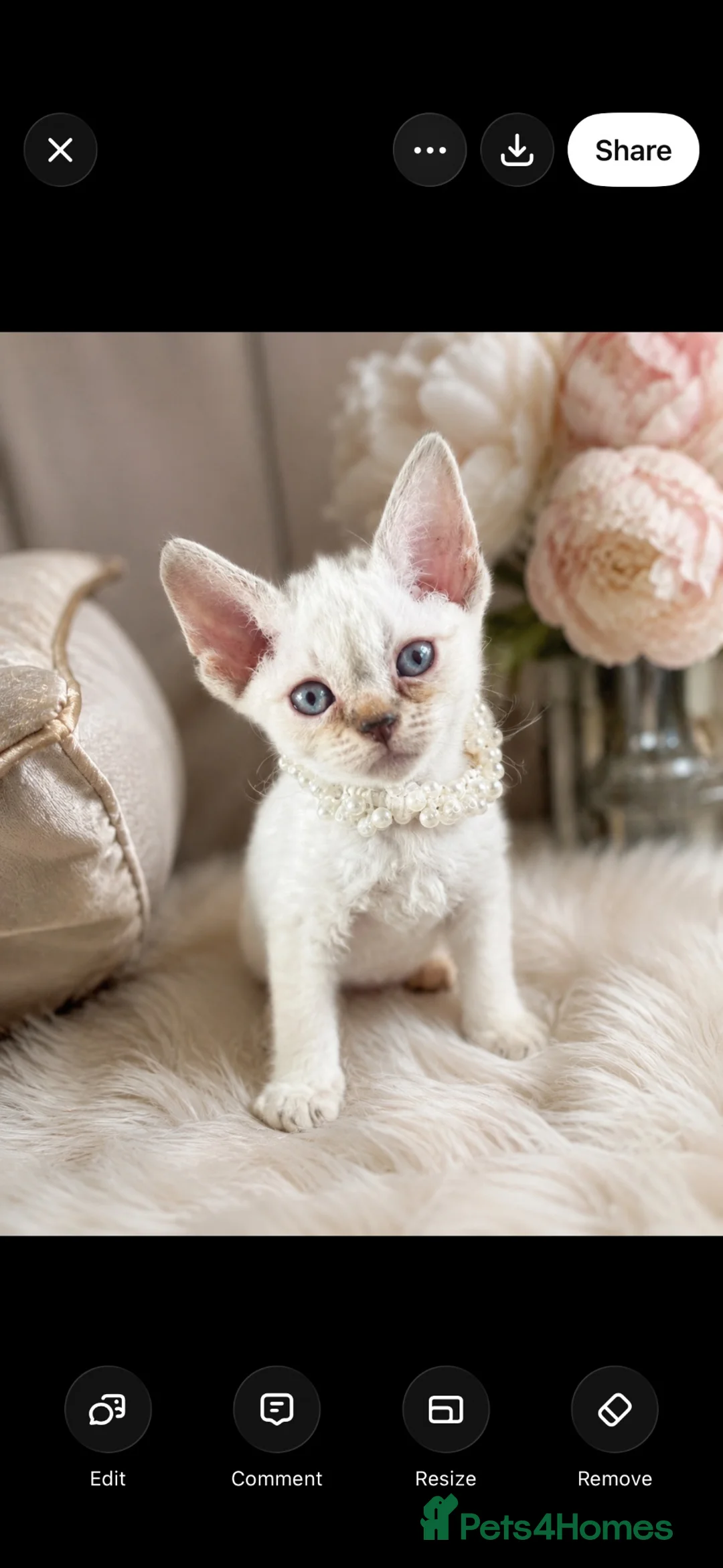 Devon Rex cats for sale: 3 stunning Devon Rex Boys Available GCCF - Advert 2
